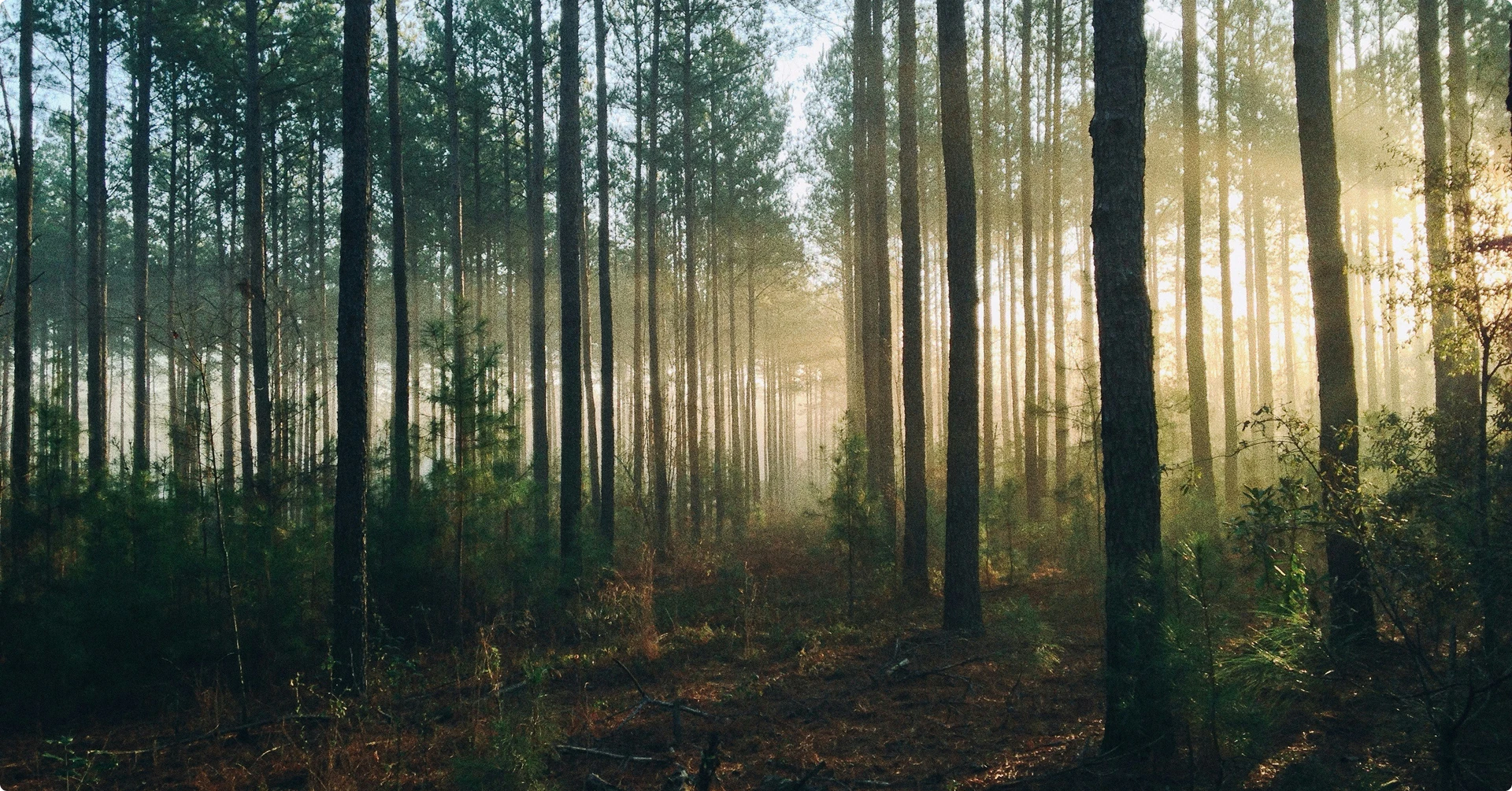 Sunlight filtering through misty forest trees